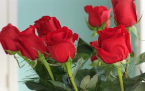 Красивые красные розы на голубом фоне