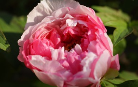 Beautiful rose Bud