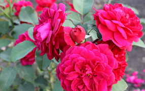 Красивая роза кустарниковая в саду