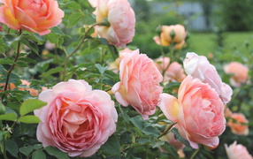 Красивые розы кустарниковые в саду