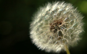 Красивый козлобородник (большой одуванчик) на газоне