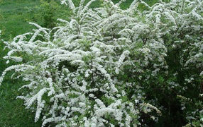 Красивая спирея на дачном участке