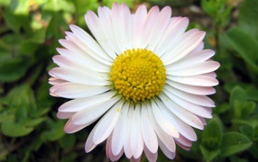 Красивые весенние маргаритки