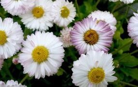 Красивые весенние маргаритки в саду