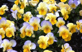 Красивые весенние желтые виолы в саду