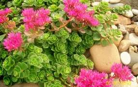 Красивая армерия в саду