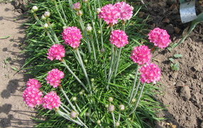 Красивая армерия на дачном участке