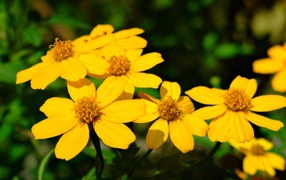 Красивая венидиум (астровые) на дачном участке