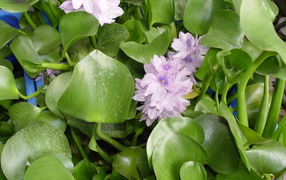 Beautiful water hyacinth