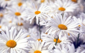 Beautiful white flowers