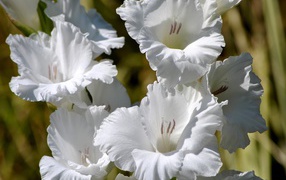 Красивые белые гладиолусы
