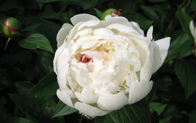 Красивый белый пион