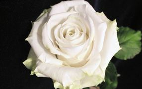 Красивая белая роза на чёрном фоне