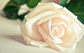 Красивая белая роза на белом столе