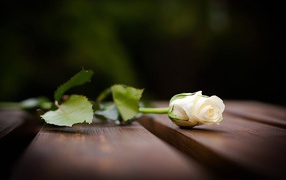 Красивая белая роза на скамейке