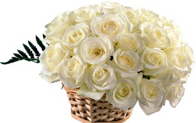 Красивые белые розы в корзине