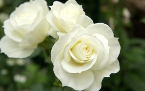 Красивые белые розы в саду