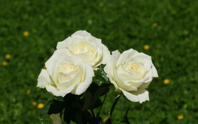 Красивые белые розы на фоне травы