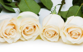 Красивые белые розы на белом столе