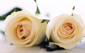 Красивые белые розы на белой скатерти