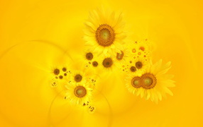 Beautiful yellow background with sunflower