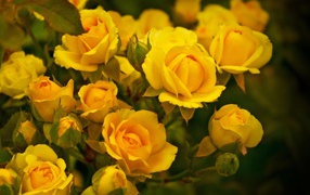 Красивые жёлтые розы в саду