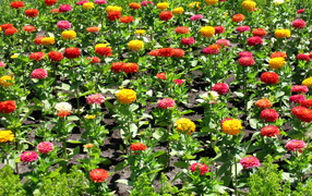 Красивая цинния (циния) на дачном участке