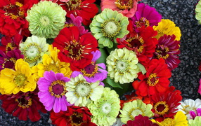 Красивая цинния в саду