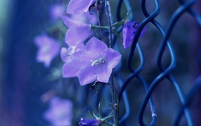 Bells trailing over the fence