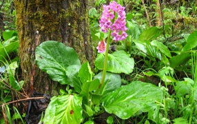 Красивые многолетние цветы бадан в лесу