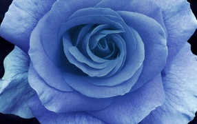 Большая синяя роза на тёмно-синем фоне