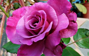 Большая фиолетовая роза