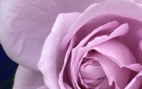 Big purple rose close up