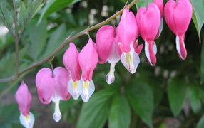 Выращивание цветов дицентра в саду