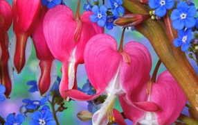 Цветы сердечки