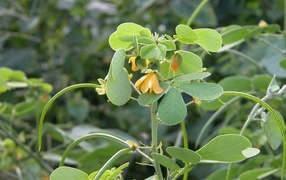 Расцвели красивые цветы растения резухи