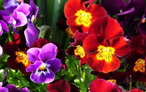 Расцвели прекрасные анютины глазки