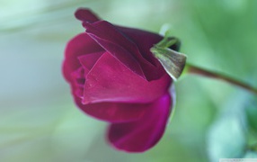 Blooming purple rose 