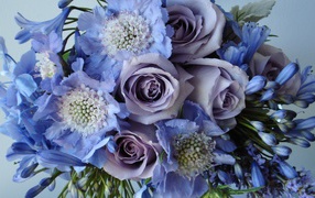 Blue and purple flowers