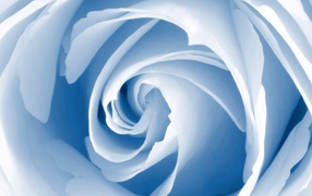 Голубой цветок