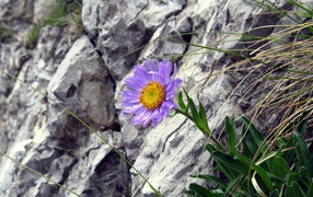 Blue flower on the rocks