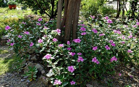 Синие цветы вокруг дерева