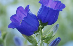 Blue flowers bells