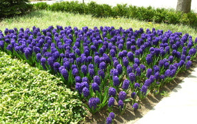 Цветы синие гиацинты расцвели на поляне