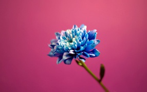 Голубой цветок на розовом фоне