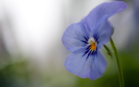 Голубой цветок анютины глазки