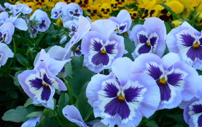 Голубые цветы анютины глазки на поляне