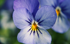 Голубые цветы анютины глазки в саду