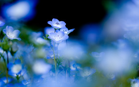 Голубые цветы анютины глазки весной в саду