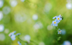 Цветы голубые анютины глазки на поляне